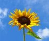 Sunflower- SmartLinks.org
